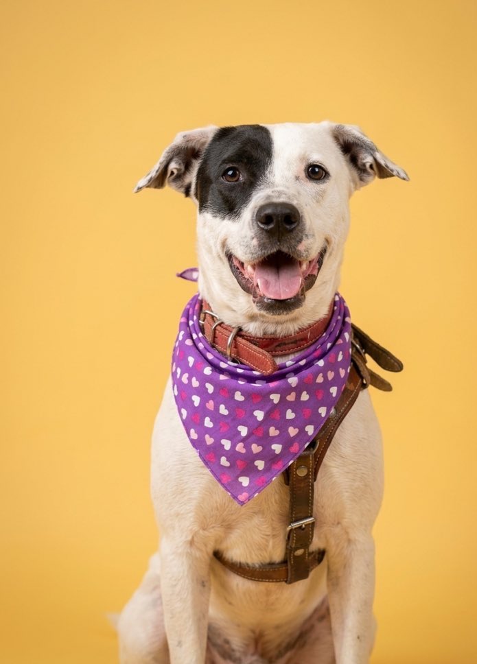 𝙷𝚎𝚕𝚊 𝙼𝚘𝚛𝚎 🐶 tweet media