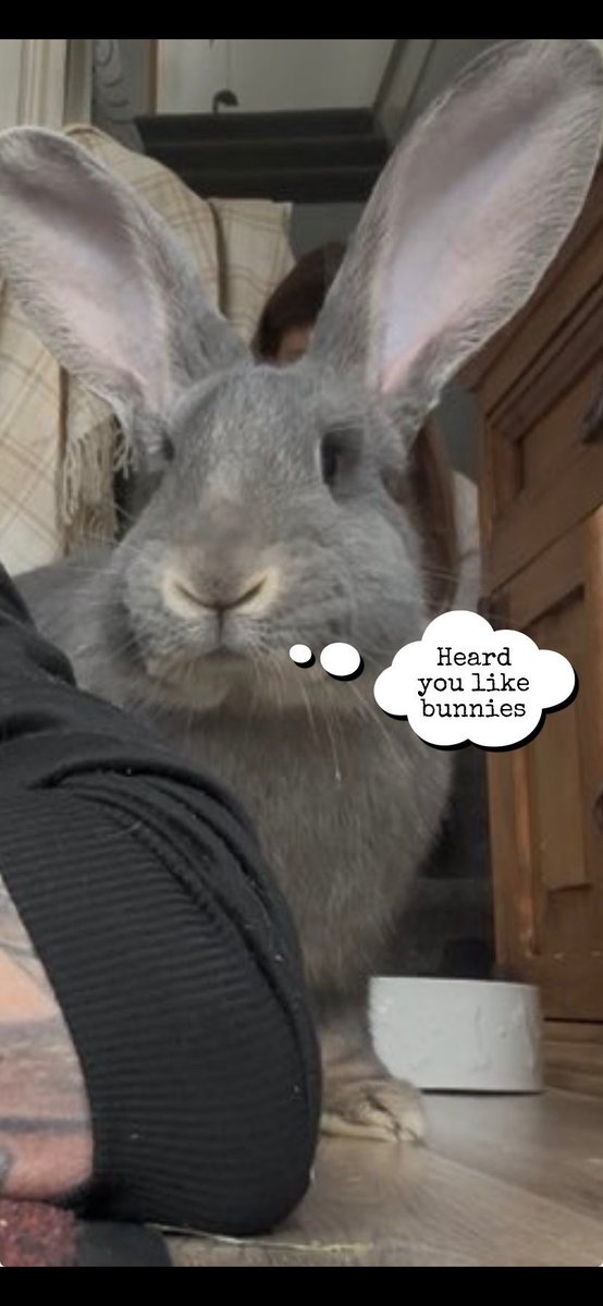 Carrot Cottage Rabbit Rescue tweet media