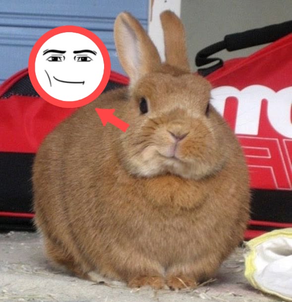 vitochis tweet media