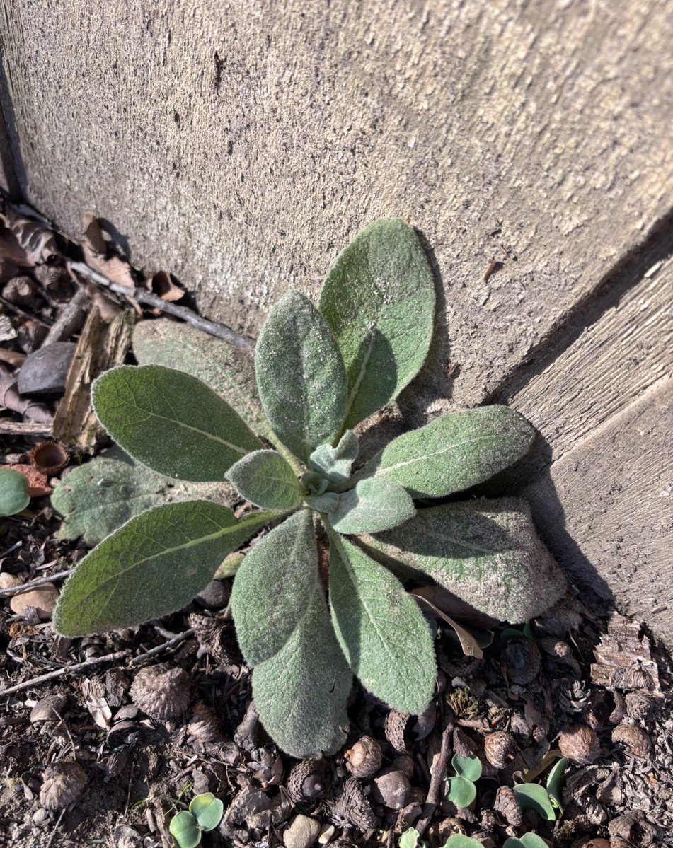 a meta story tweet media