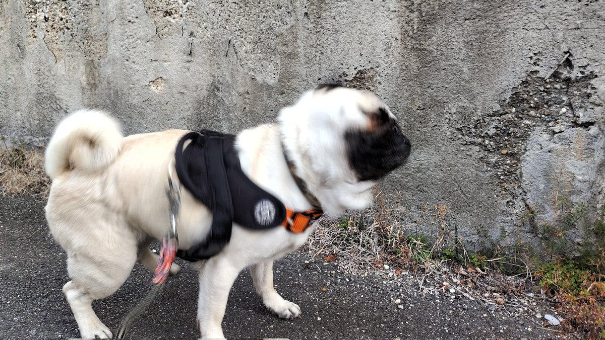 いんでぃ tweet media