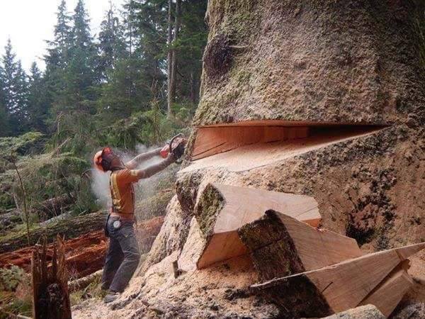 Danish_logger🇩🇰 tweet media