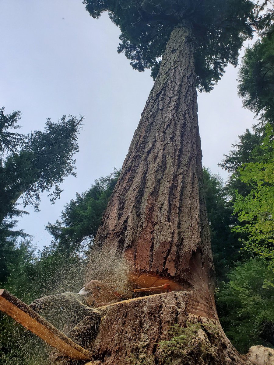 Danish_logger🇩🇰 tweet media