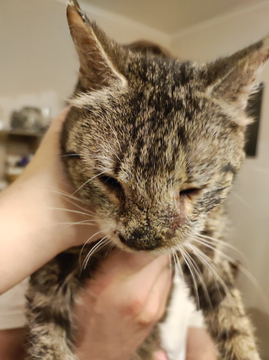 странствующий маг-барахольщик tweet media