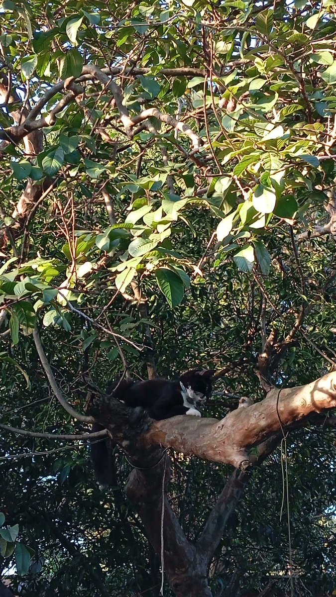 Sata.nico 土 tweet media