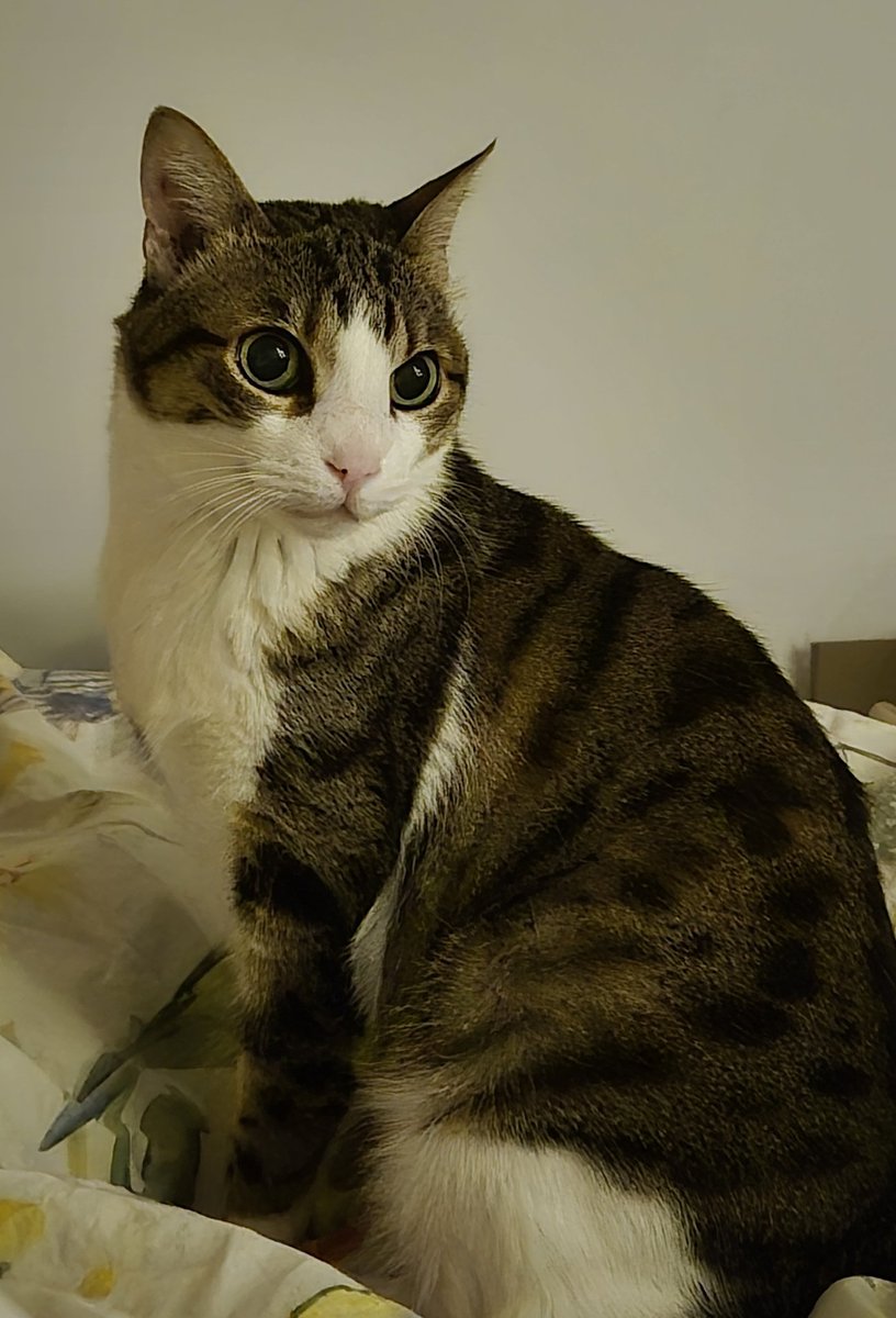 טוקסופלסמה גונדי (את/היא) tweet media