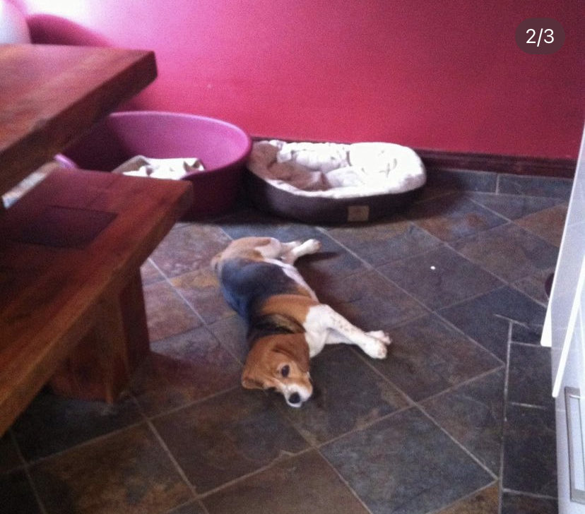 Hugo the Blue Beagle tweet media