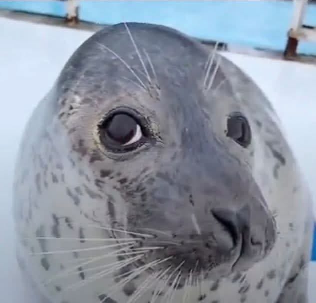 🩸♠️𝐿𝑒𝒶𝒽♠️🩸 tweet media