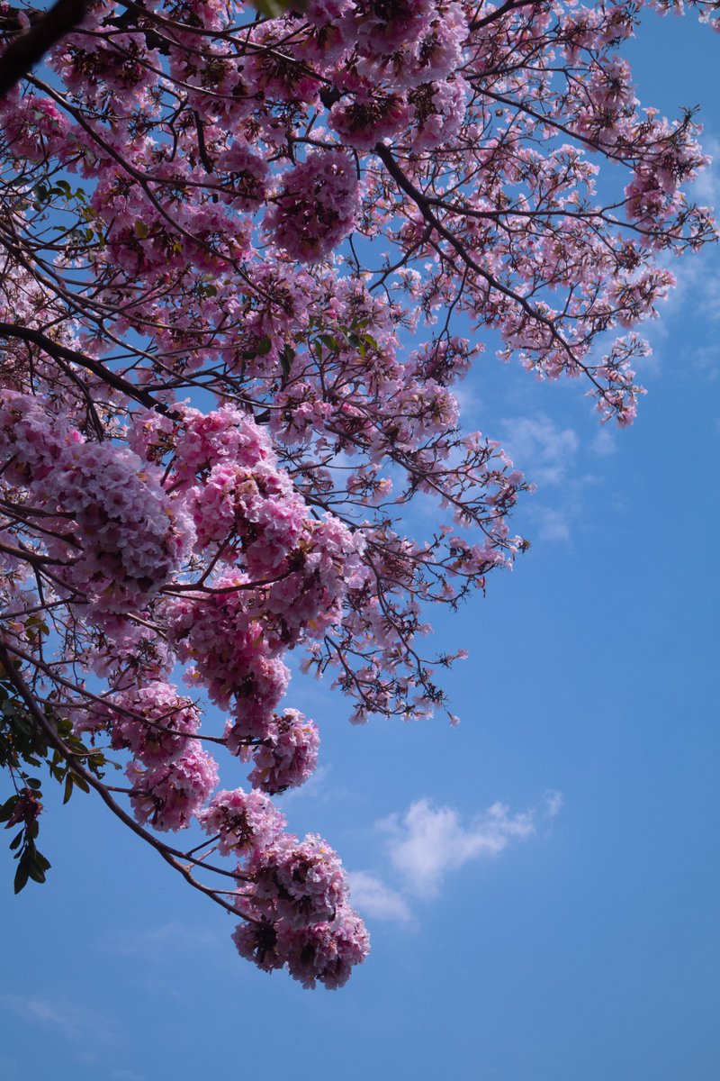 DLOL - SA tweet media