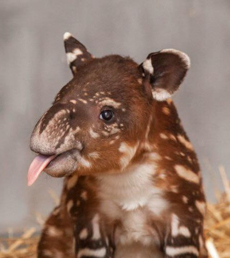 NintendoFan 64 🎼💭🌿 tweet media