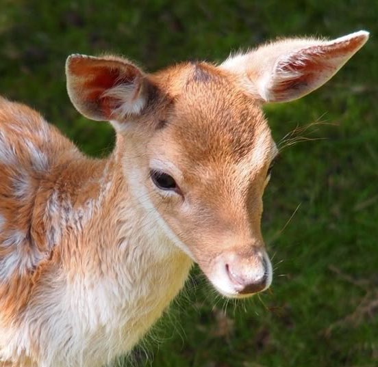 juno 🪄 will byers day tweet media