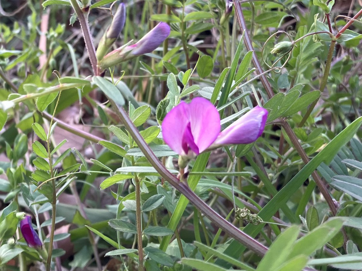 momo🍑 tweet media