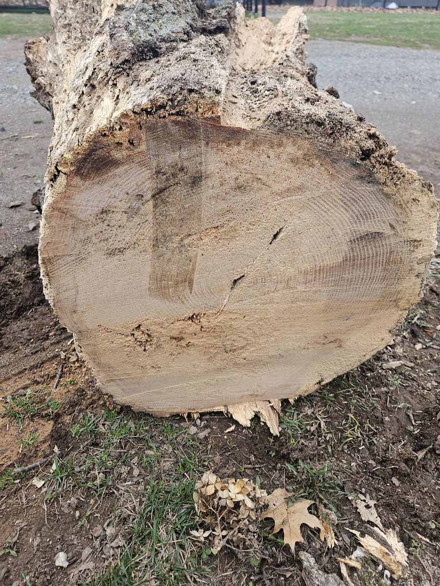 Spaghetti Joe tweet media