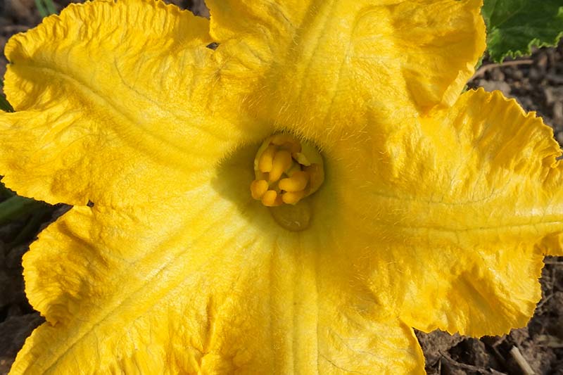 Gardeners_Path_'s tweet image. How to Hand-Pollinate Your Pumpkin Plants - think your pumpkin flowers can only be pollinated by bees? Think again. To learn how to hand pollinate the gourds yourself, head to Gardener's Path. gardenerspath.com/plants/vegetab… #pollination #pumpkins