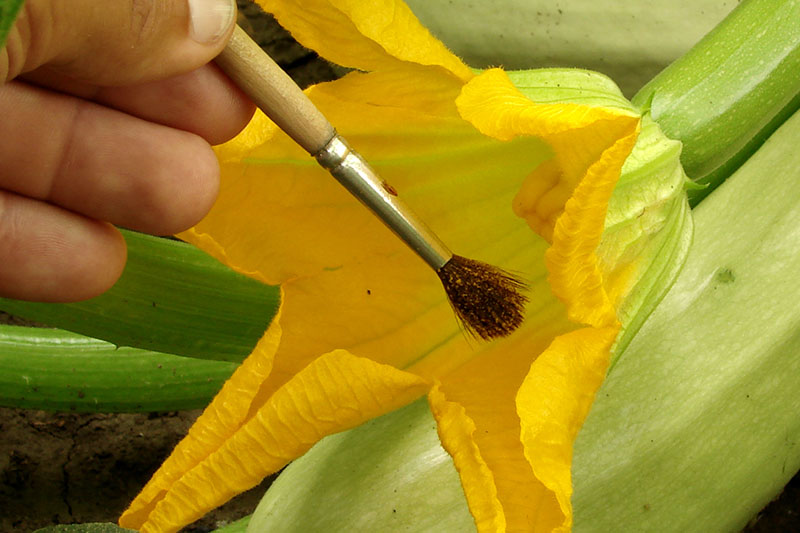 Gardeners_Path_'s tweet image. How to Hand-Pollinate Your Pumpkin Plants - think your pumpkin flowers can only be pollinated by bees? Think again. To learn how to hand pollinate the gourds yourself, head to Gardener's Path. gardenerspath.com/plants/vegetab… #pollination #pumpkins