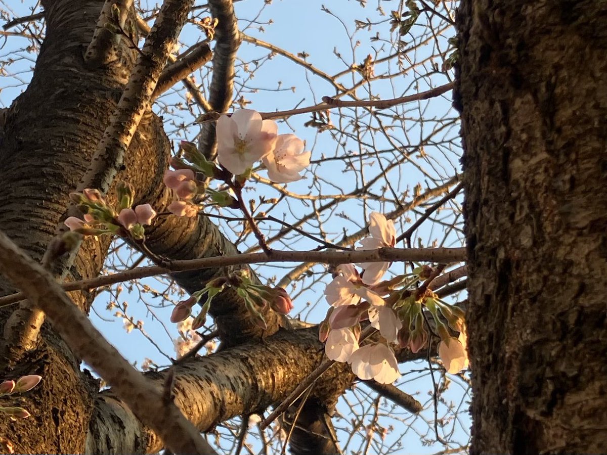 momo🍑 tweet media