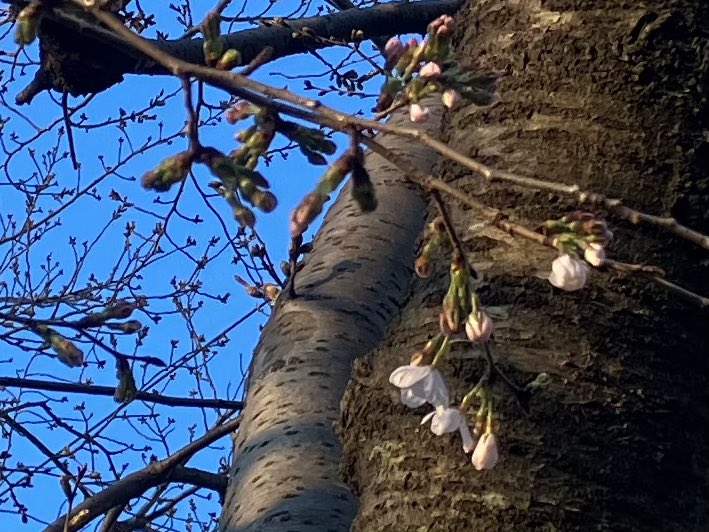 momo🍑 tweet media