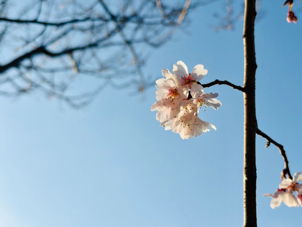 lap | らぷ tweet media