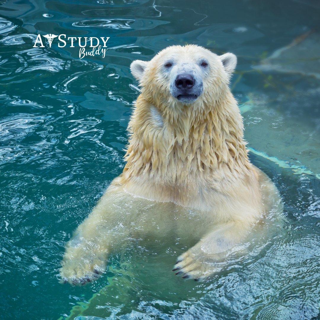 AtstudyB's tweet image. New week, fresh start, and another chance to get a little better than you were last week.

Go into this week refreshed and confident…you’ve got more momentum than you think.

#SundayMotivation #athletictraining #ATstudent #newweek