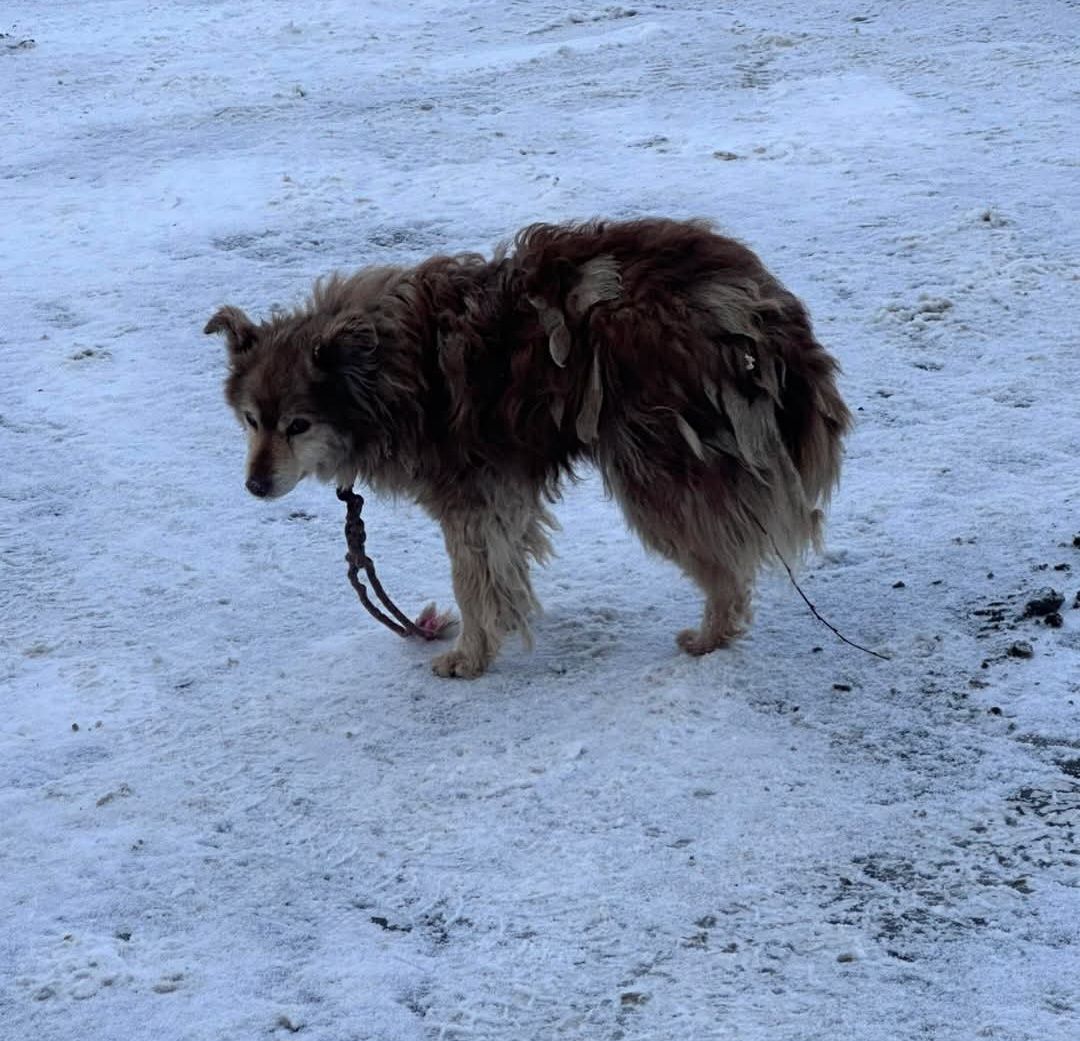 Robwalka Wolf tweet media