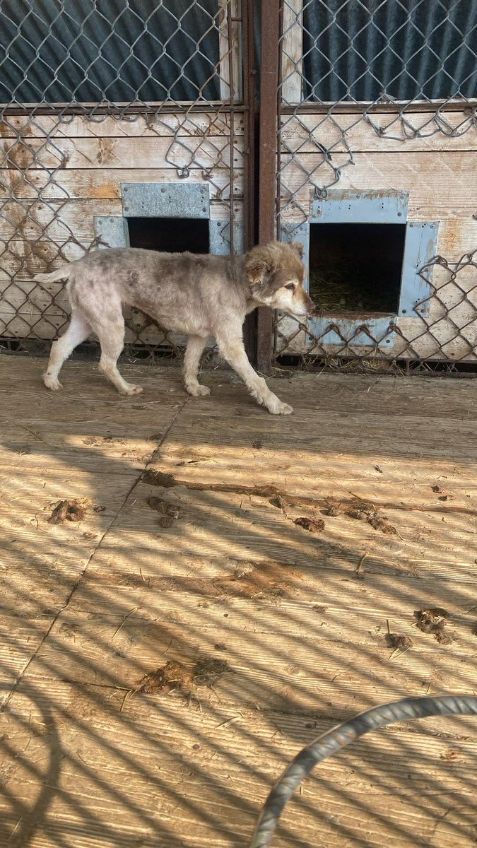 Robwalka Wolf tweet media