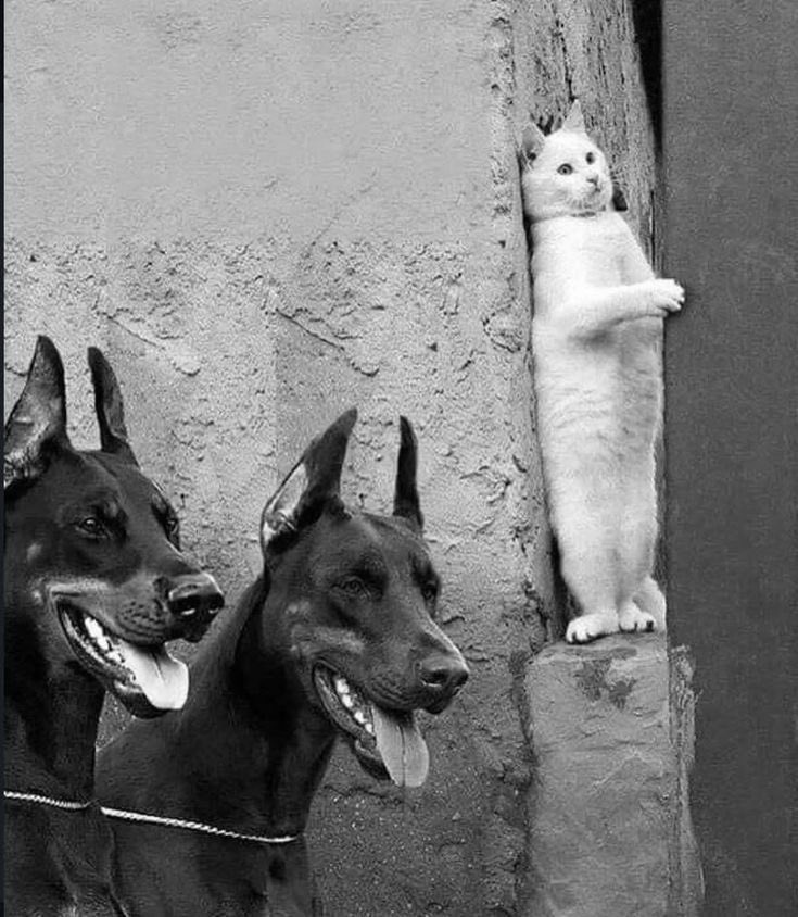 زينة tweet media