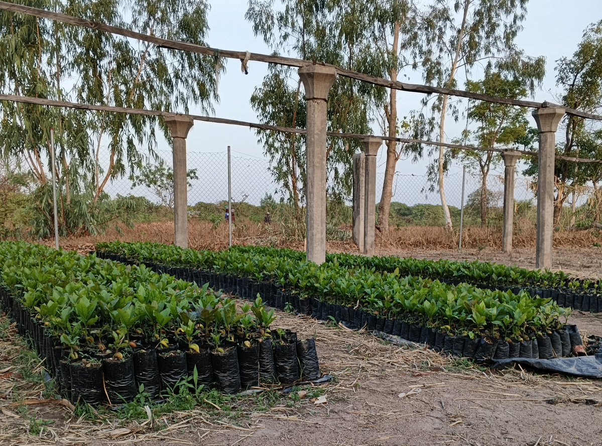 YAROU charaf tweet media