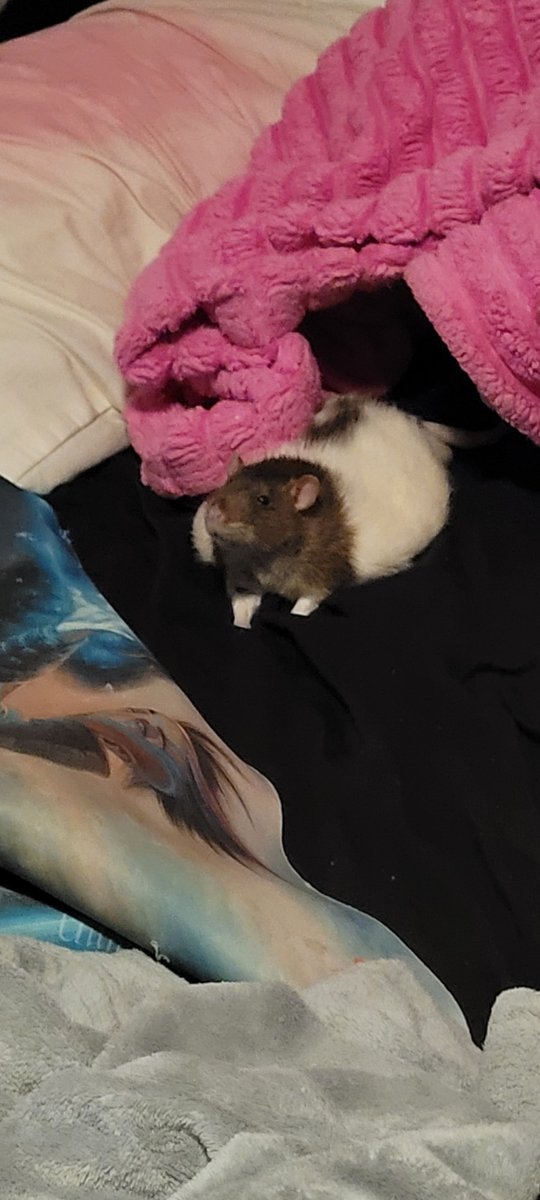 Sir Large Gaming tweet media