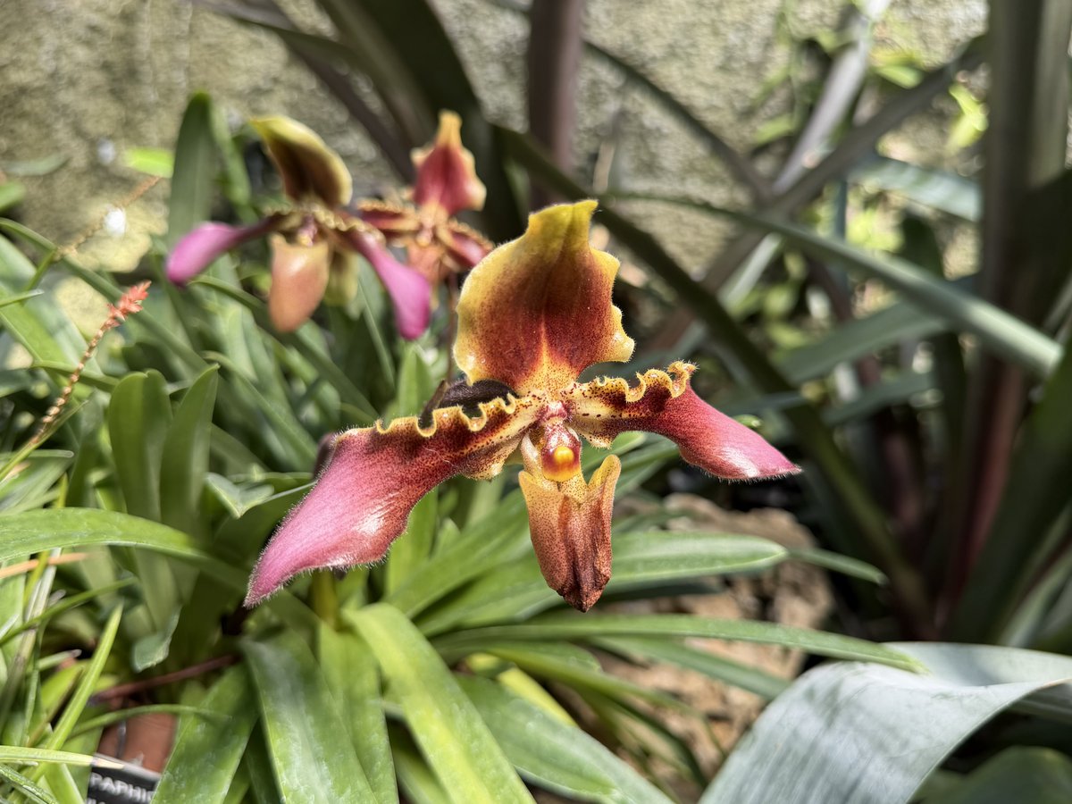 Ricky 🫑🍵 tweet media