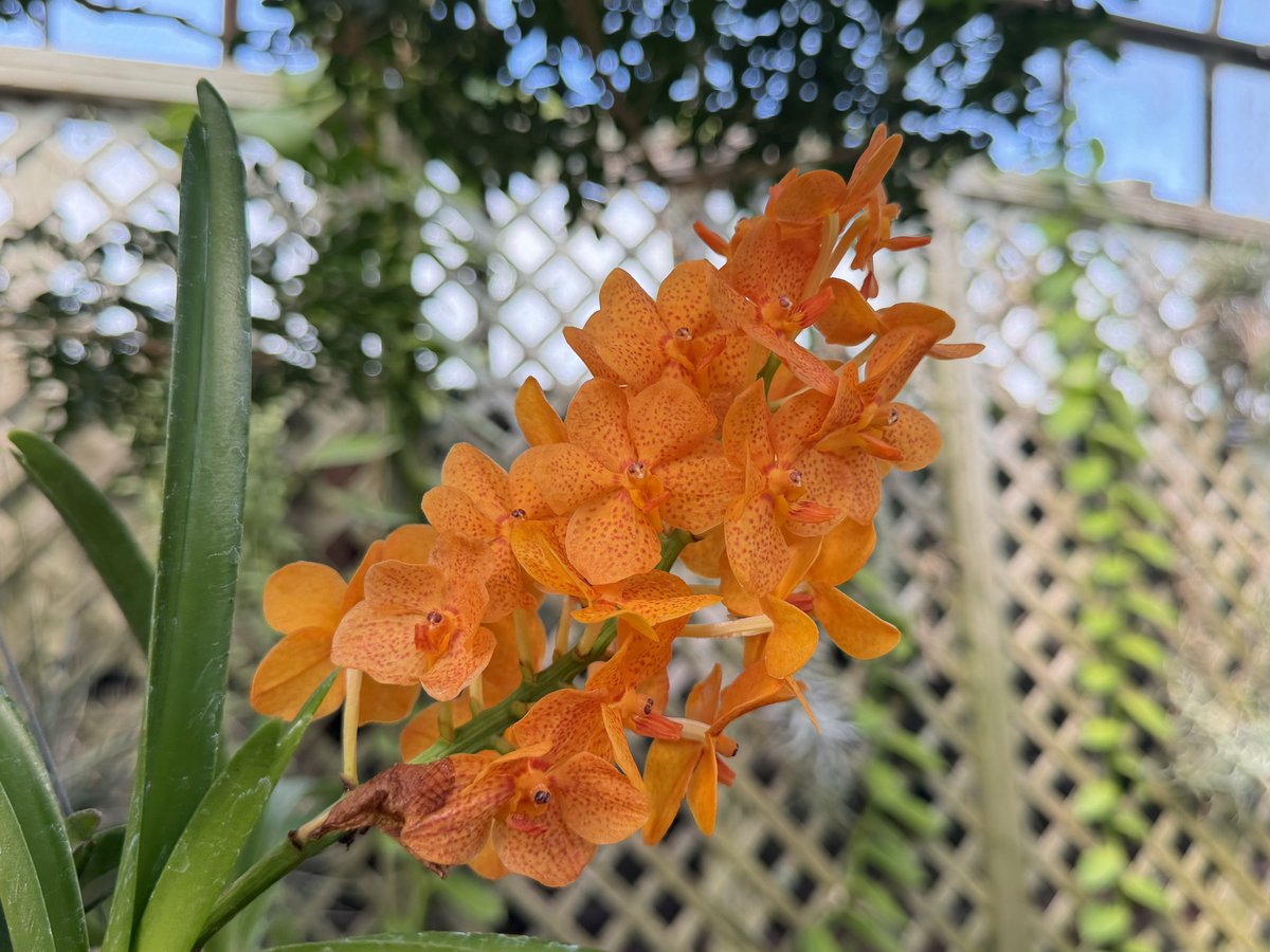 Ricky 🫑🍵 tweet media