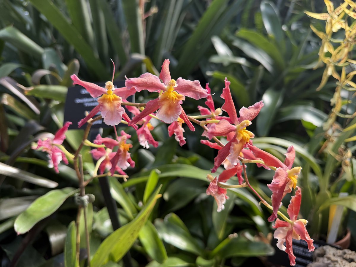 Ricky 🫑🍵 tweet media