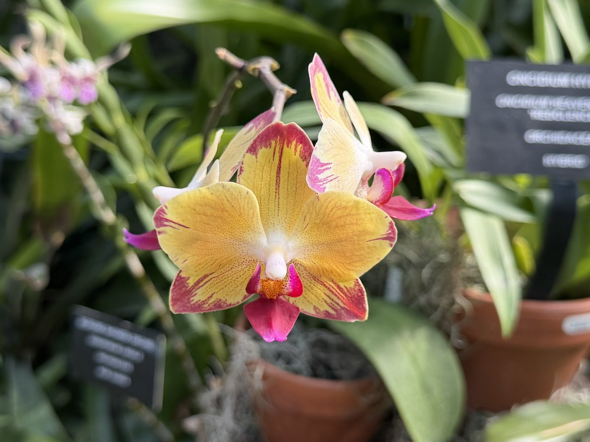 Ricky 🫑🍵 tweet media