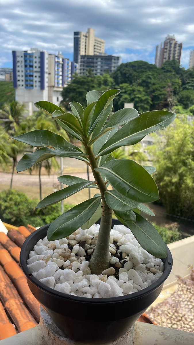 erospostou's tweet photo. Será que ela gostou aqui de casa?
#Rosadodeserto https://t.co/bthEtajtDF