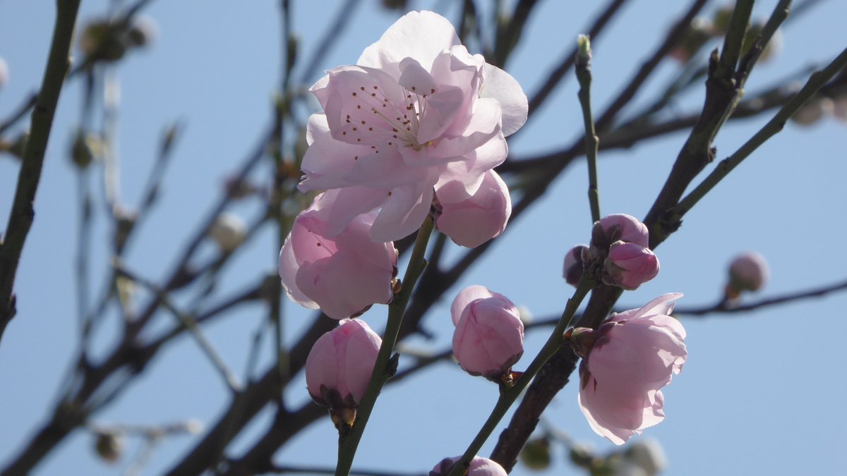 sinzou15's tweet photo. 桃の花でしょうか。
ふんわりとした感じの花たち。 https://t.co/IpNnZ9fqU0