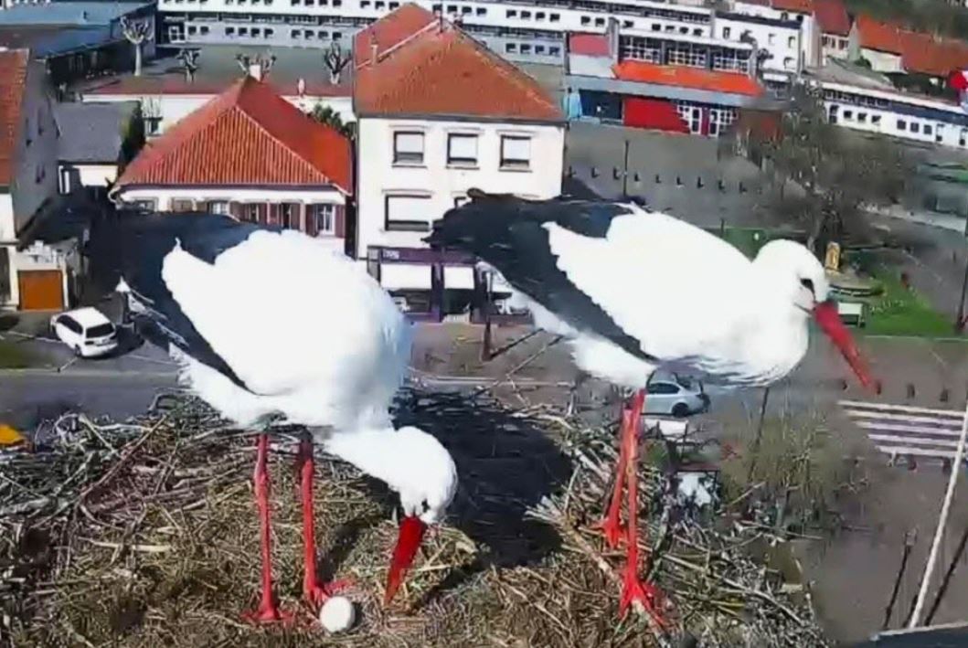 Parti Lorrain tweet media