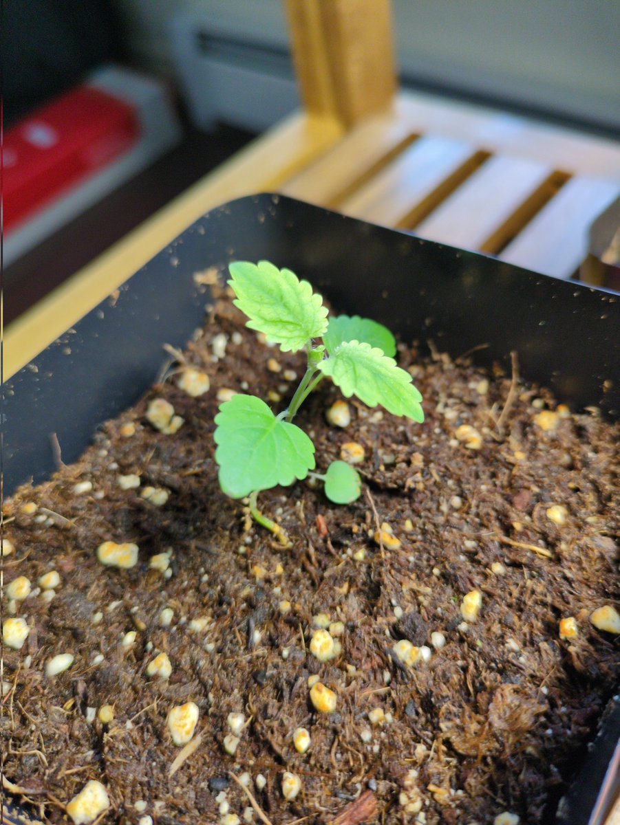 Genji🐾 tweet media