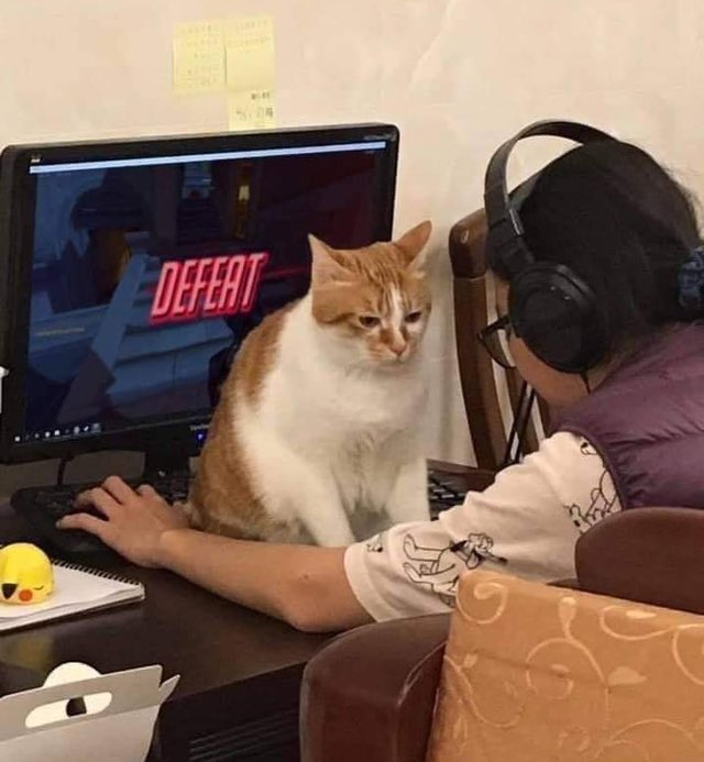 lily 🪷 3.8k tweet media