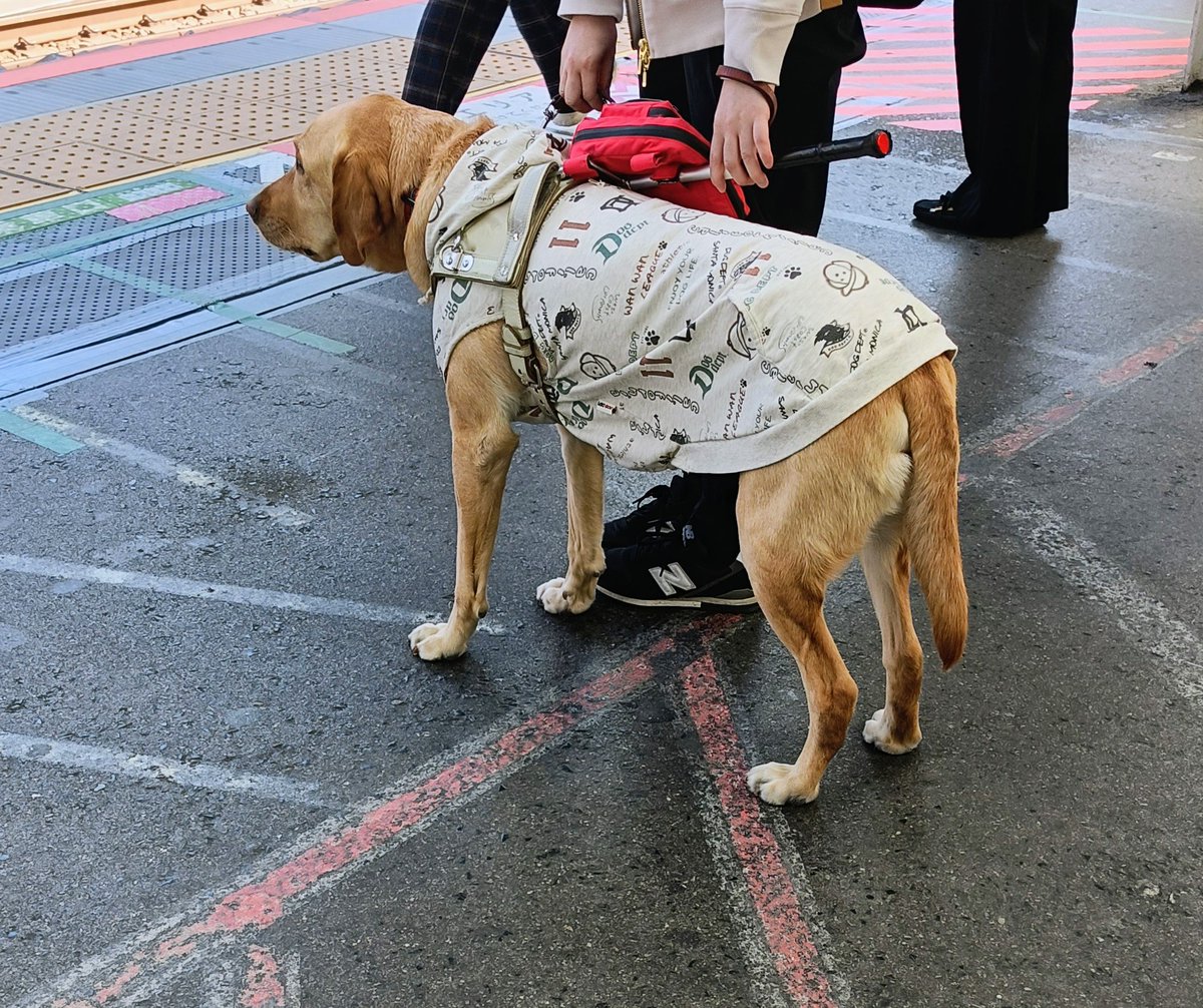 siobaratasuke's tweet photo. 新宿の駅はいつも人が沢山いるから、緊張するね、
頑張れワンコ！ https://t.co/Rz4hnM6vzg
