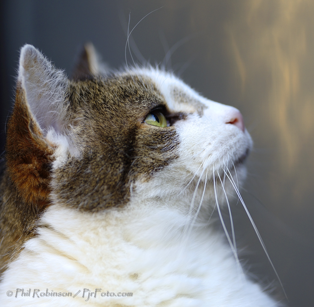 🎼Phil Robinson tweet media