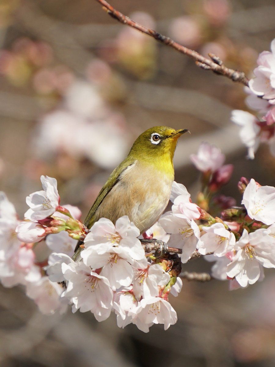 お食事中のメジロに会ったよ
