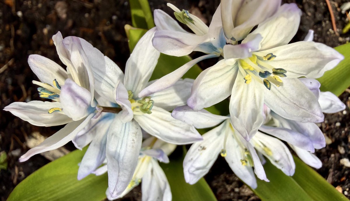 Deshawn68882369's tweet photo. Striped Squill @sjgiardini @TheRena44620640 @stephiegal #squill #SpringIsHere #SpringFlowers #springbulbs #flowerphotography #flowers #FlowersOnSaturday #FlowersOnX https://t.co/2JfJVGjTvf
