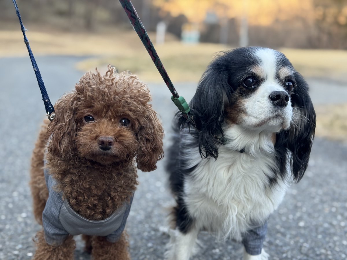 門田充宏 / Mitsuhiro Monden tweet media