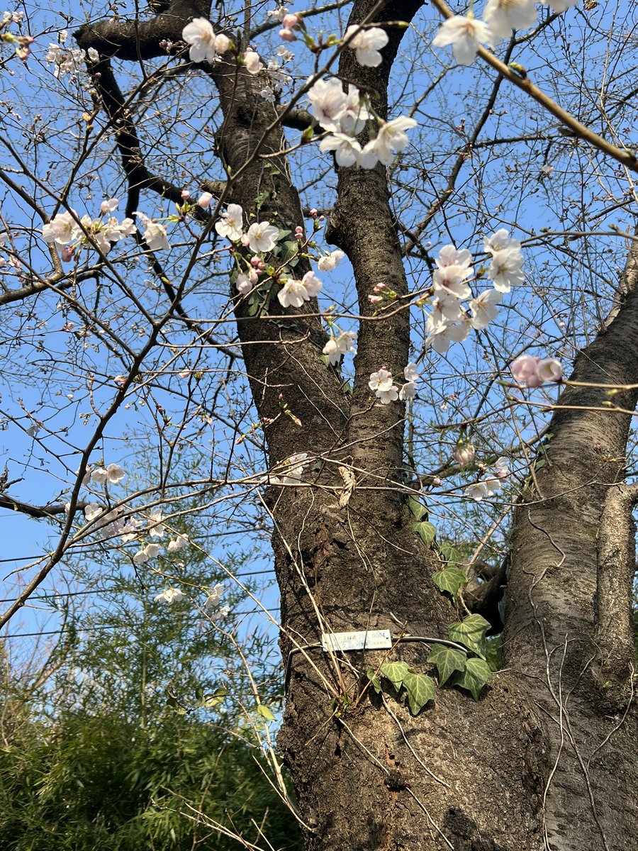 irie2220's tweet photo. あと少しで今年も満開かな？ https://t.co/s4o9eE1LCR