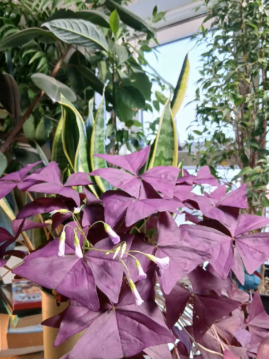 RustyBertrand tweet media