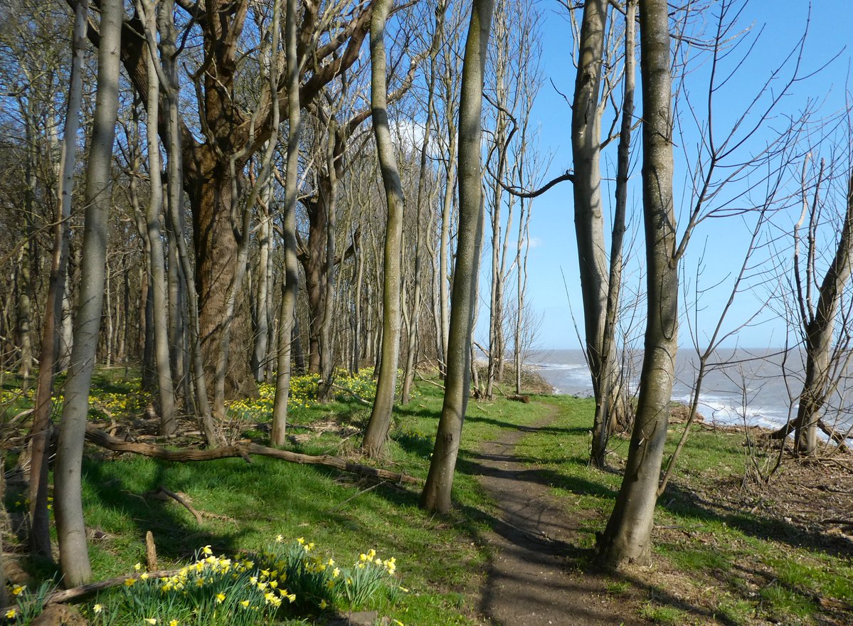 beatricegroves1's tweet photo. 'A host, of golden daffodils' 
         (Wordsworth)
Astoundingly lovely coastal woodland filled with wild daffs - shorter than more familiar garden varieties, with a twist of pale petals round the trumpet🤍💛
Wild daffodils are also known as 'Lent lilies'🤍🌼🤍
#sundayyellow https://t.co/s29iBUzXOq