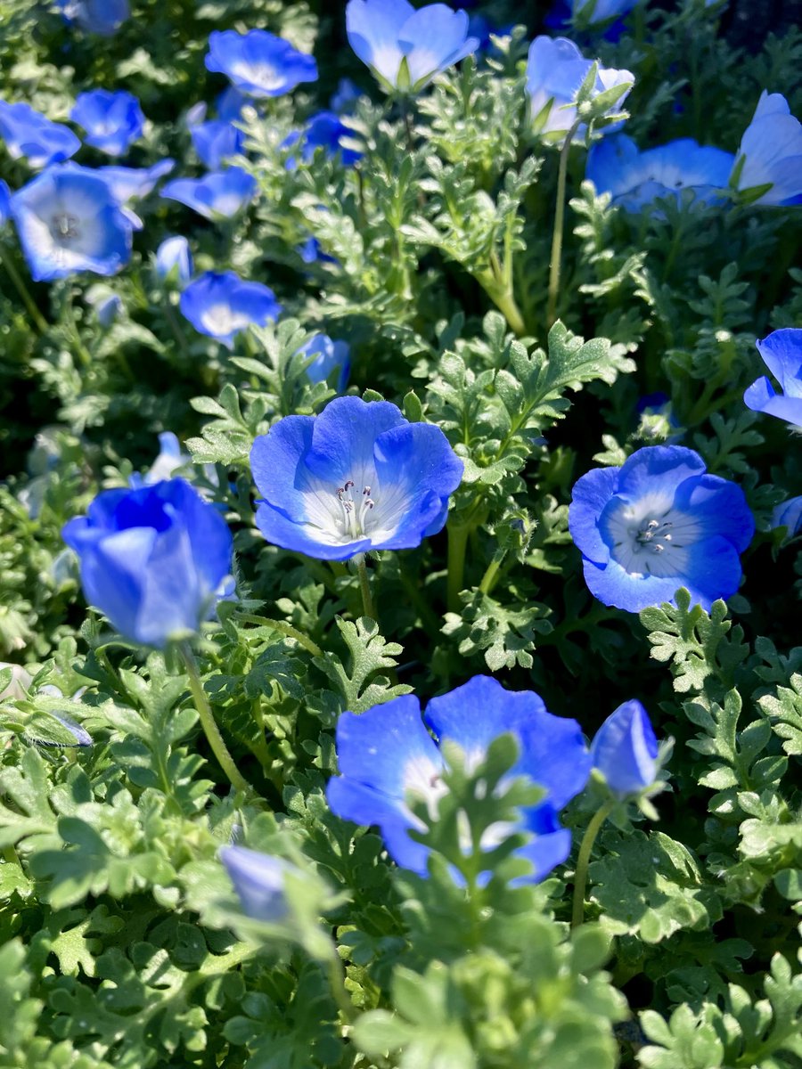 ひたちなか市立図書館📚 tweet media