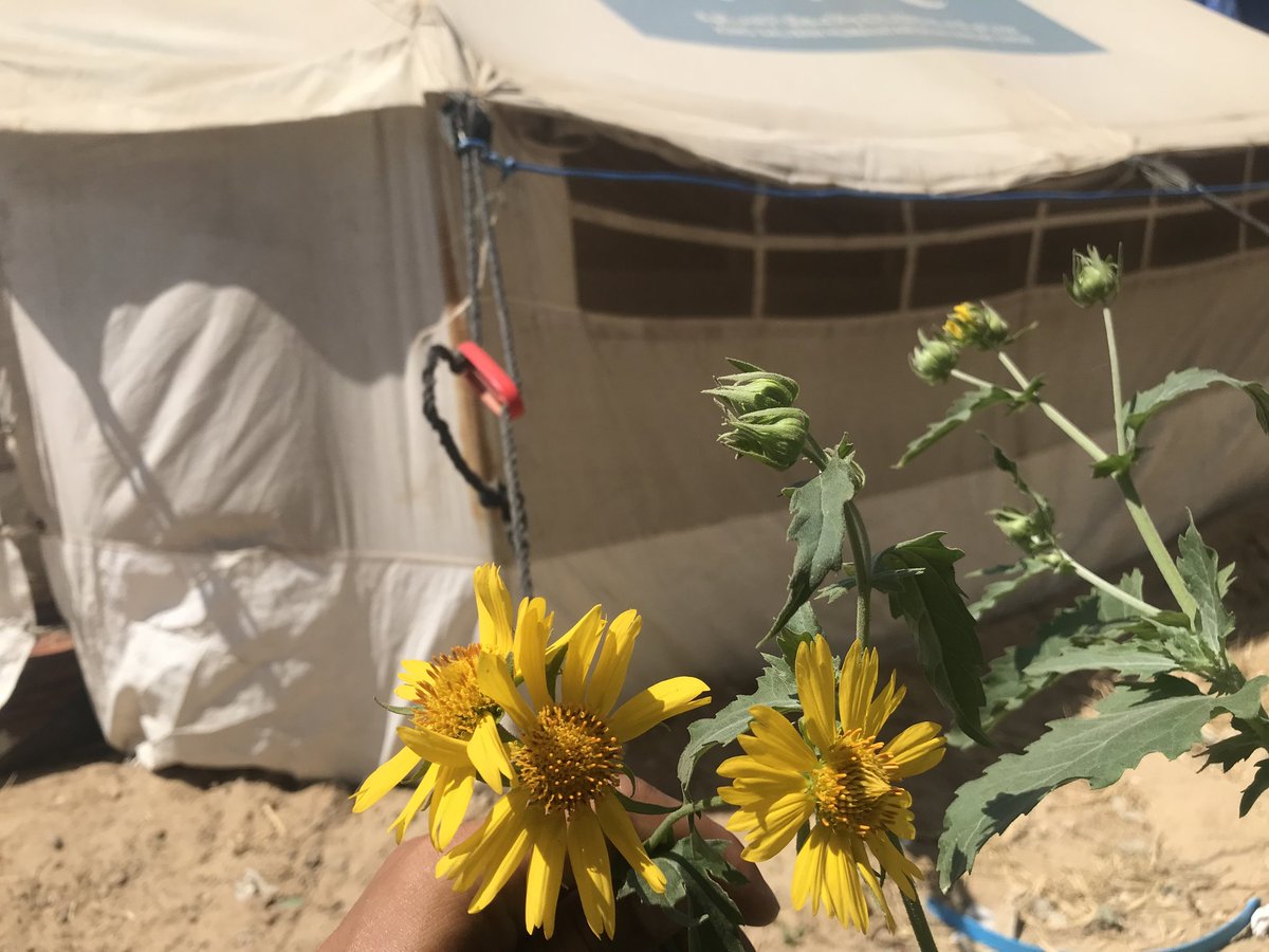 mohammed hussein~Gaza 🇵🇸 tweet media