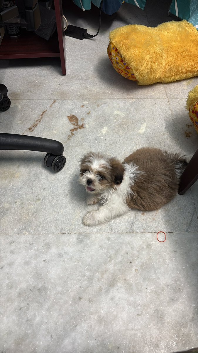 littlerajanvlog's tweet photo. YouTuber Jerry .

Hi I am Jerry👋 

My Vlog on Every Saturday 7 pm sharp in my YouTube channel Published my video so don’t MiS’s me every one ☝️ Subscribe my Channel KADANKAARANVLOGS
#shihtzu #kadankaranvlogs #youtube #Subscribeee #dog #jerry https://t.co/IdbINAsdvQ