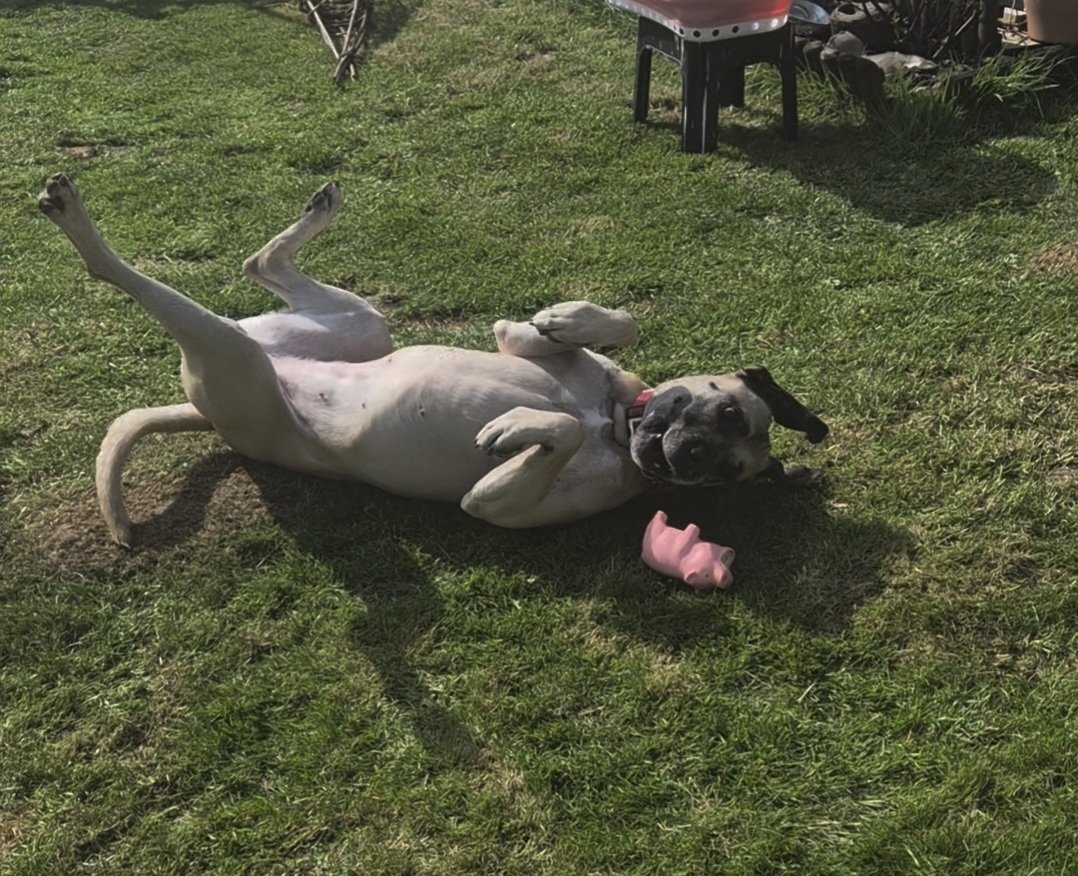 Electrix tweet media