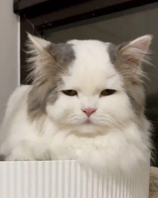 The Cats 𝕏 tweet media